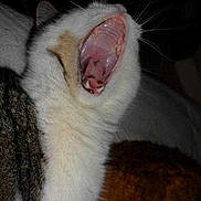 Léon participe au concours pour gagner de l'argent avec cette photo :