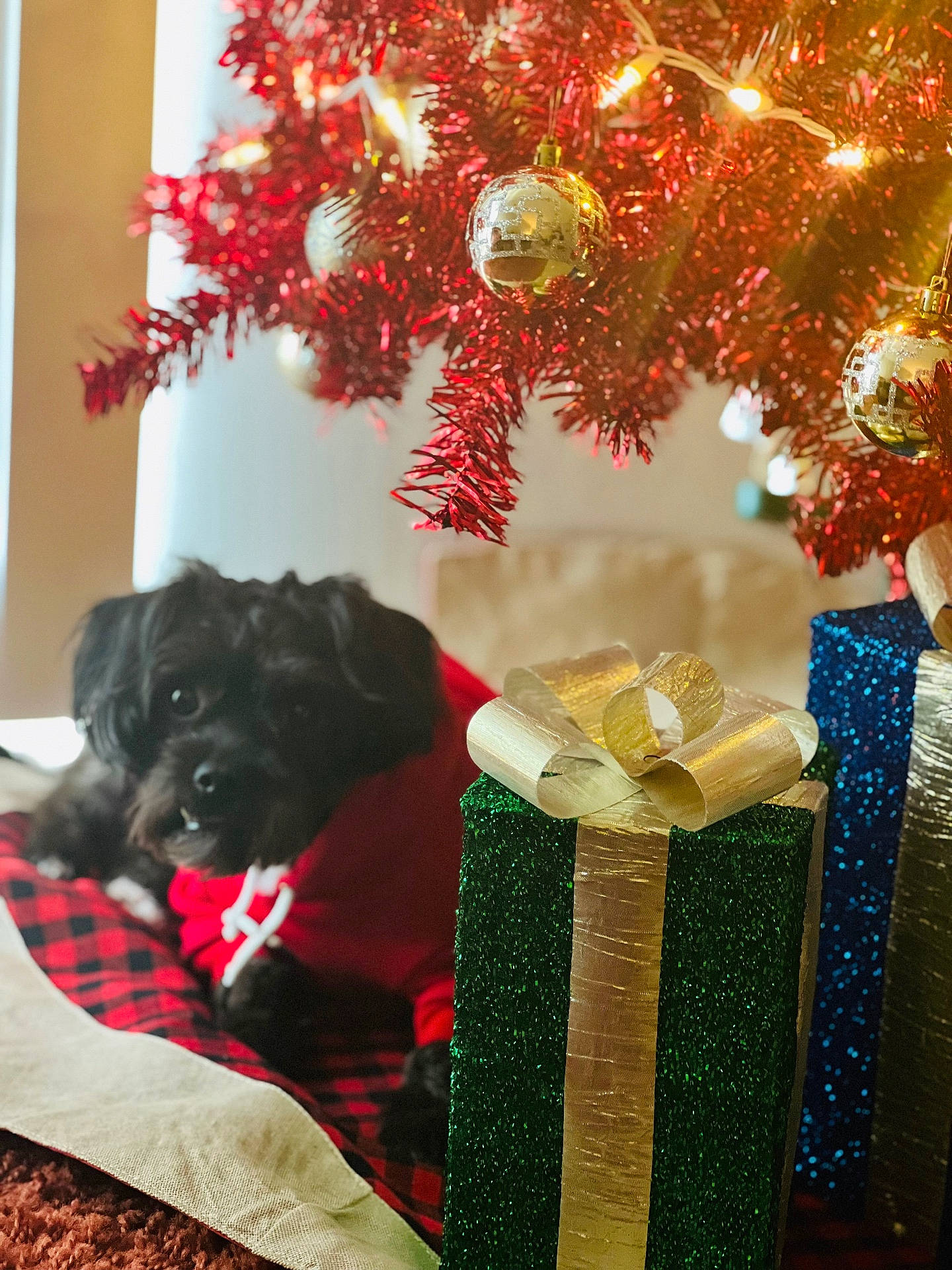 Cosmo joined the competition — help win amazing prizes! black_dog, blanket, carpet, christmas_tree, cozy, decorations, dog, festive, gift_box, gold_ornament, gold_ribbon, holiday, holiday_season, indoor, pet, red_hoodie, red_tinsel, soft_light, sparkly, wrapped_gift