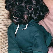 Cosmo joined the competition — help win amazing prizes! dog, black_dog, hoodie, green_hoodie, pet_clothing, couch, pillow, indoor, pet, canine, fur, cute, smiling, portrait, animal, domestic_animal, cozy, relaxed, sitting, household