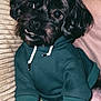 dog, black_dog, hoodie, green_hoodie, pet_clothing, couch, pillow, indoor, pet, canine, fur, cute, smiling, portrait, animal, domestic_animal, cozy, relaxed, sitting, household