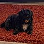 animal, black_dog, brown_rug, carpet, companion, cozy, cute, dog, domestic_animal, fur, indoor, lying_down, mammal, pet, playful, resting, small_dog, snack, texture, white_patch