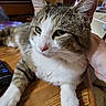 animal, blurred_background, cat, closeup, domestic_animal, ears, feline, fur, hand, household, indoor, nose, pet, portrait, relaxed, tabby_cat, television, whiskers, white_cat, wooden_table