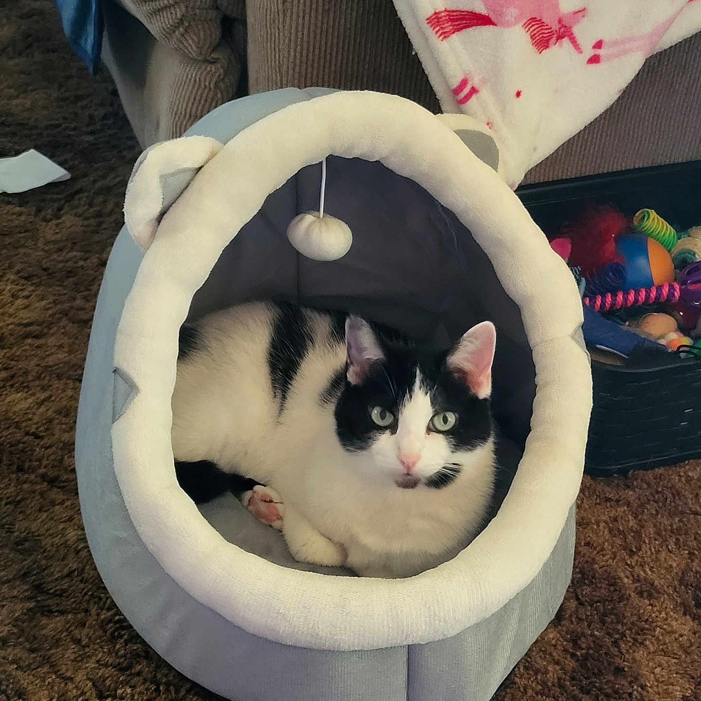 Lucy is registered to the contest to win money with this photo: animal, basket, black_and_white, carpet, cat, cat_bed, comfortable, cozy, cute, domestic, ears, feline, furniture, home, indoor, pet, plush, relaxed, resting, toys