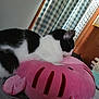 Lucy is registered to the contest to win money with this photo: animal, axolotl_plush, bed, black_and_white_cat, blanket, cat, checkered_curtains, cozy, curtains, cute, furniture, home, indoor, pet, pink, plush_toy, relaxing, resting, sleeping_cat, soft_toy
