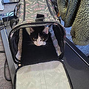 Lucy joined the competition — help win amazing prizes! animal, black_and_white, carpet, cat, closeup, container, cozy, curious, domestic, fabric, feline, household, indoor, jacket, pet, pet_carrier, resting, soft_texture, text_pattern, zipper