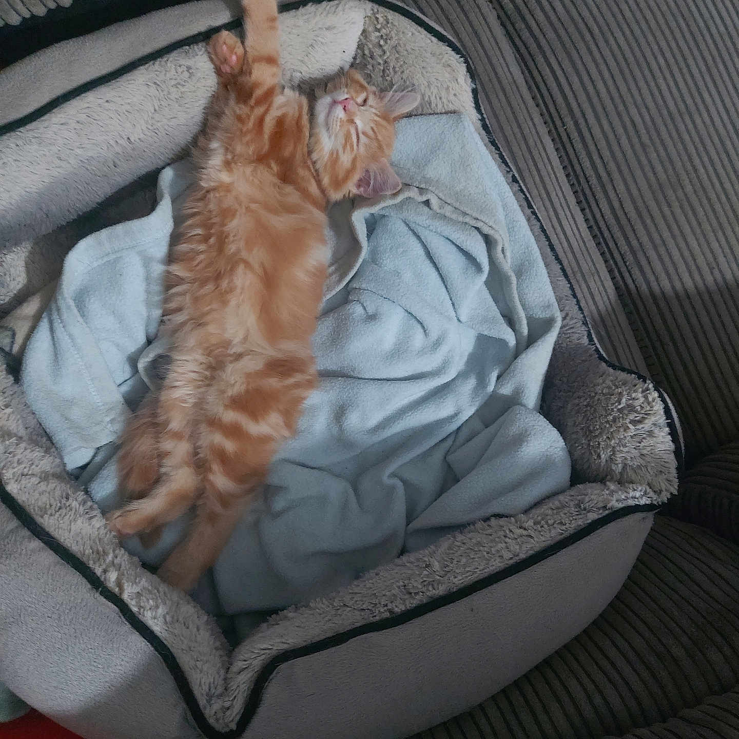 Simba is registered to the contest to win money with this photo: animal, blanket, cat, comfort, cozy, cute, domestic, feline, furry, home, indoor, kitten, napping, orange_cat, paws, pet_bed, relaxation, resting, sleeping, soft