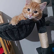 Simba joined the competition — help win amazing prizes! animal, cat, cat_tree, closeup, curious, cute, eyes, fur, furniture, hammock, indoor, kitten, orange_tabby, paw, pet, resting, rope, whiskers, wood, young