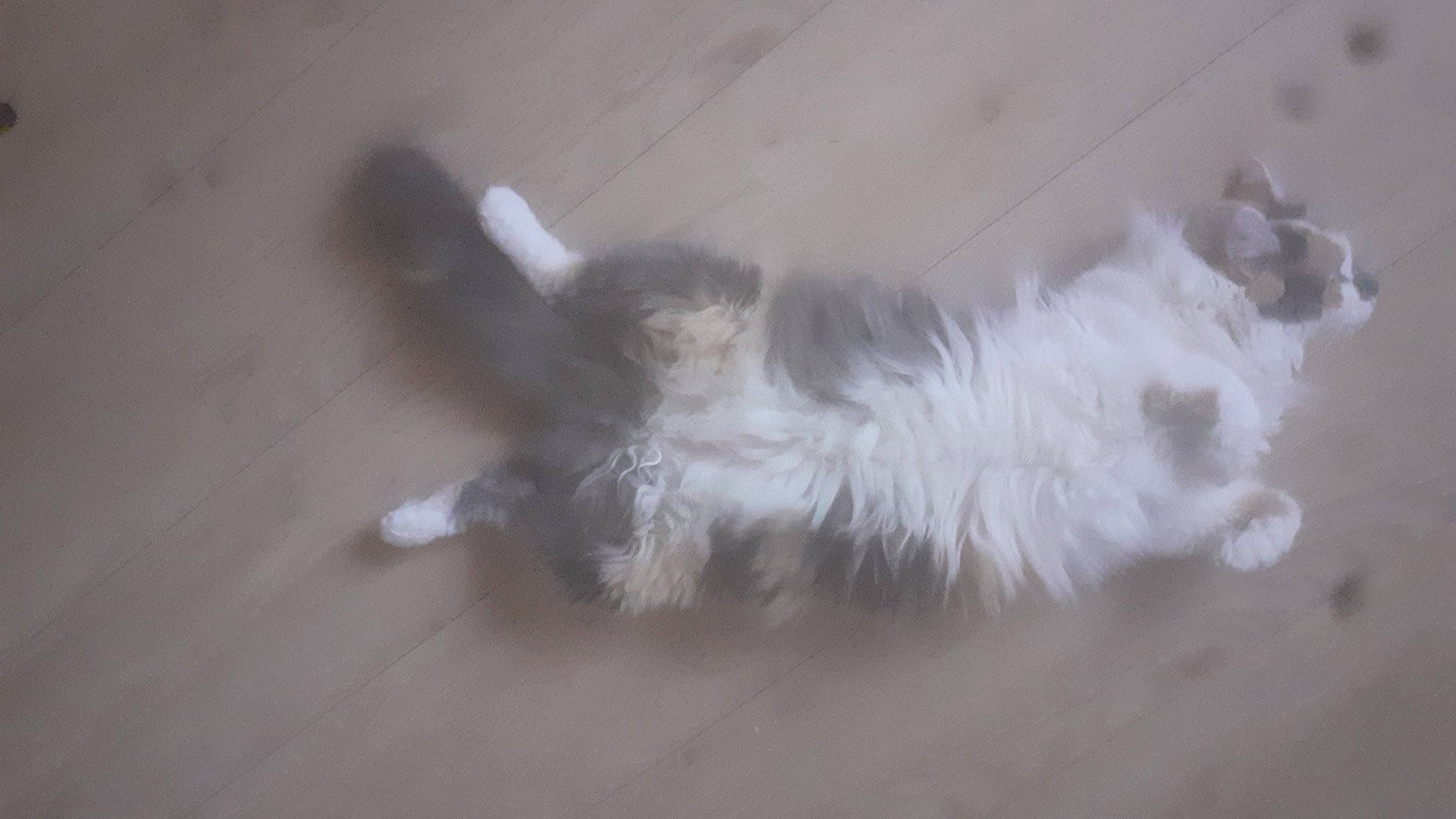 Lilas participe au concours pour gagner de l'argent avec cette photo : canidae, carnivore, cat, companion_dog, dog_breed, fawn, felidae, flooring, fur, hardwood, non_sporting_group, paw, small_to_medium_sized_cats, snout, sporting_group, sports_equipment, tail, terrestrial_animal, whiskers, wood