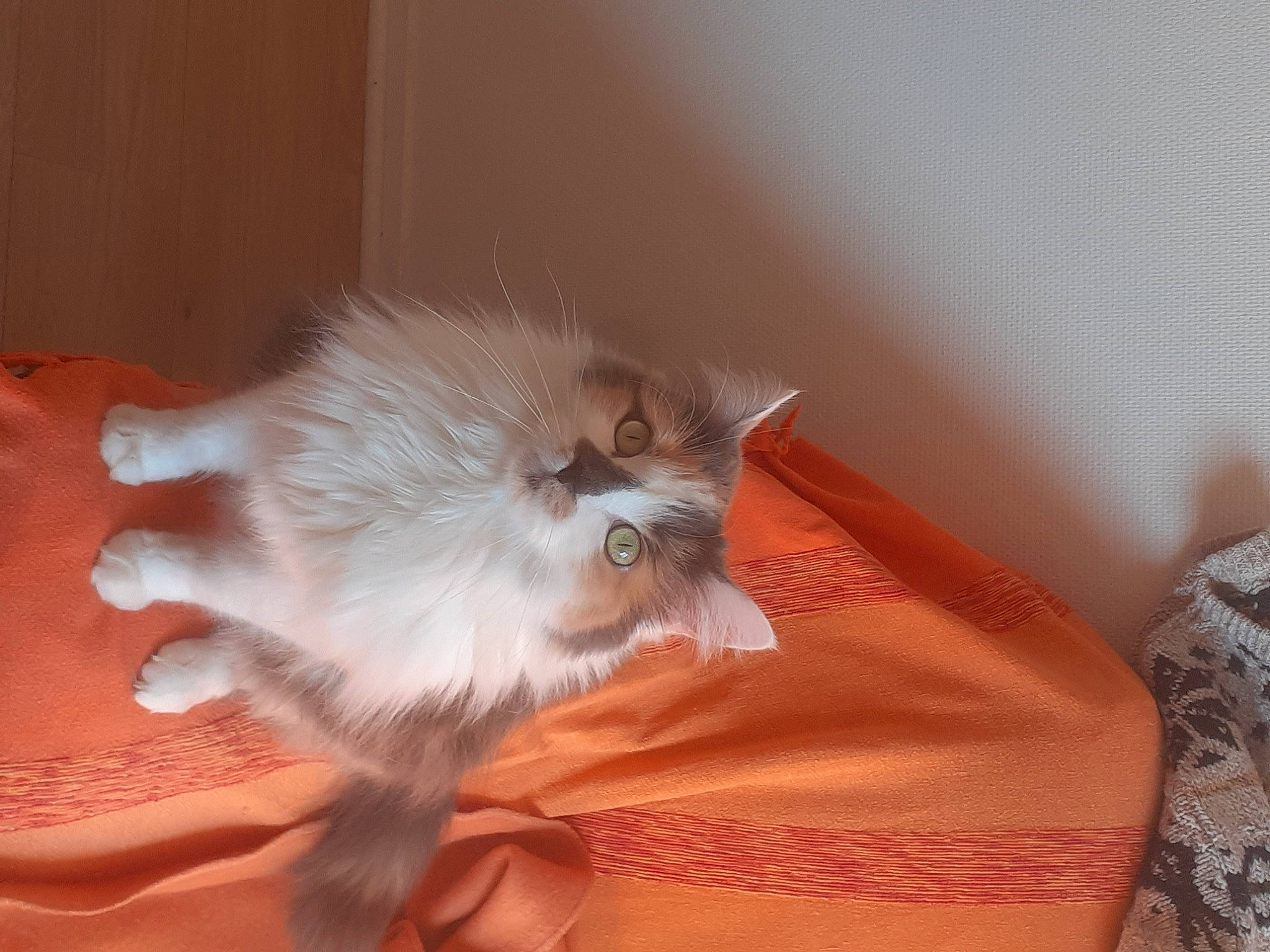 Lilas participe au concours pour gagner de l'argent avec cette photo : balinese, british_longhair, canidae, carnivore, cat, claw, comfort, companion_dog, fawn, felidae, fur, paw, persian, ragdoll, small_to_medium_sized_cats, snout, tail, whiskers