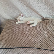 Isidor a rejoint le concours — aidez-le/la à gagner de superbes lots ! kitten, sleeping, white_cat, blanket, cozy, indoor, pet, cute, resting, feline, soft_texture, calm, fur, paw, animal, small, relaxation, home, comfort, peaceful