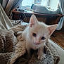 Isidor participe au concours pour gagner de l'argent avec cette photo : kitten, white_cat, blanket, cozy, indoor, window, cat_bed, furniture, curious, pet, cute, small, soft, animal, fur, ears, whiskers, home, resting, texture