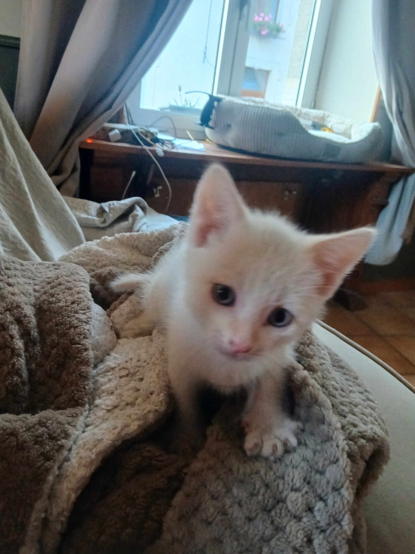 Isidor participe au concours pour gagner de l'argent avec cette photo : kitten, white_cat, blanket, cozy, indoor, window, cat_bed, furniture, curious, pet, cute, small, soft, animal, fur, ears, whiskers, home, resting, texture