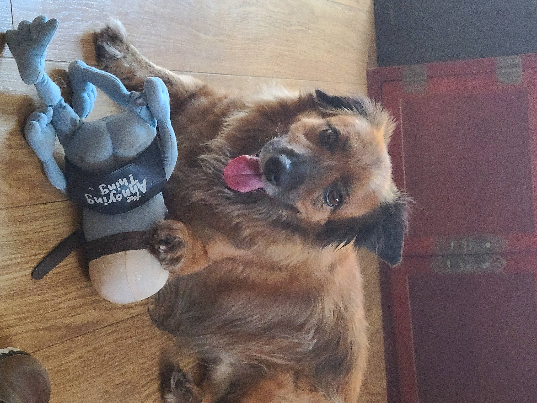 Lord a rejoint le concours — aidez-le/la à gagner de superbes lots ! carnivore, collar, companion_dog, dog, dog_breed, dog_collar, dog_supply, fawn, flooring, fur, hardwood, liver, old_german_shepherd_dog, paw, pet_supply, sporting_group, tableware, varnish, wood, working_animal