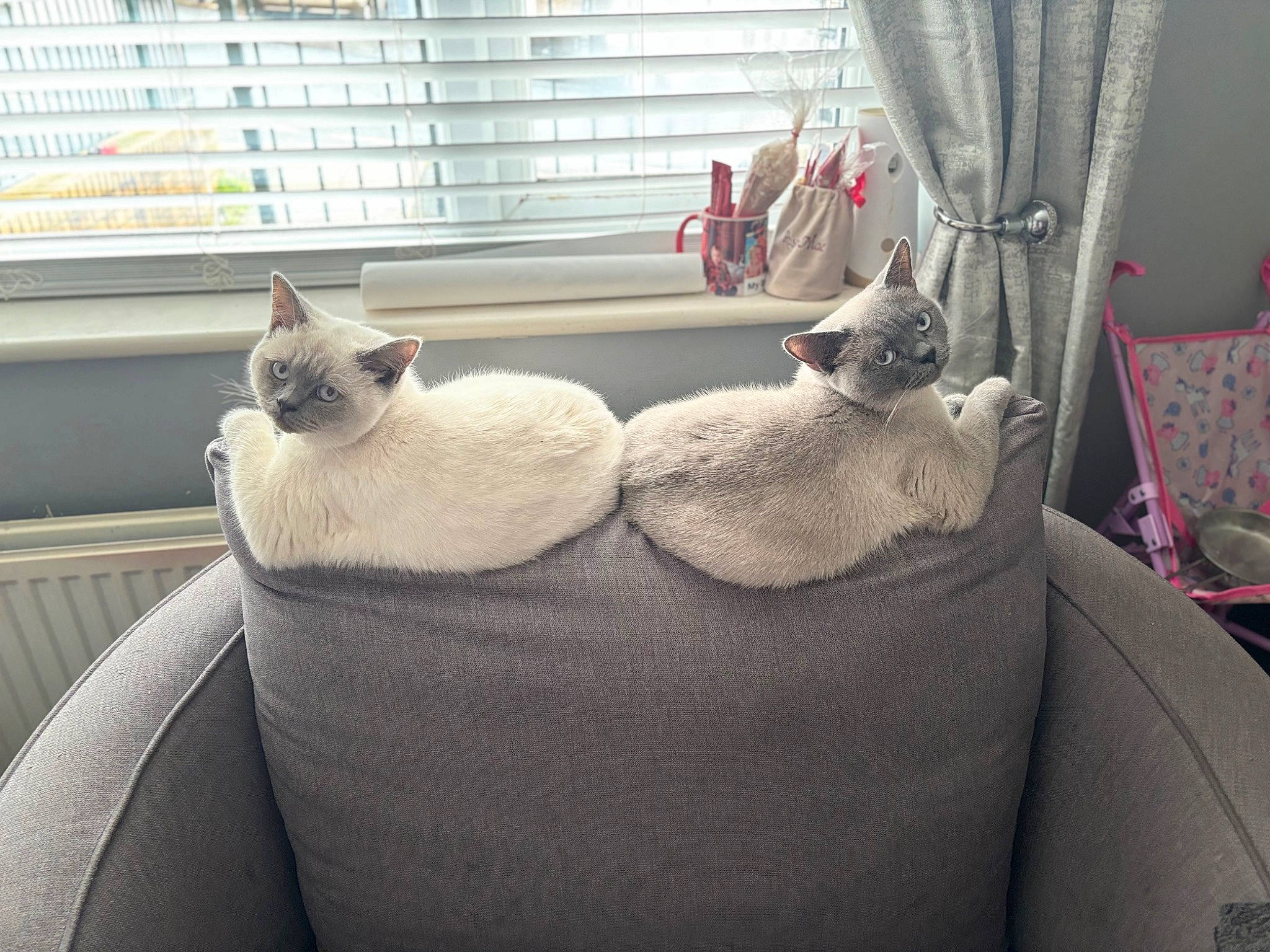 Darcey joined the competition — help win amazing prizes! carnivore, cat, comfort, couch, curtain, domestic_short_haired_cat, felidae, fur, grey, house, linens, living_room, luggage_and_bags, small_to_medium_sized_cats, tail, whiskers, window, window_blind, window_treatment, wood