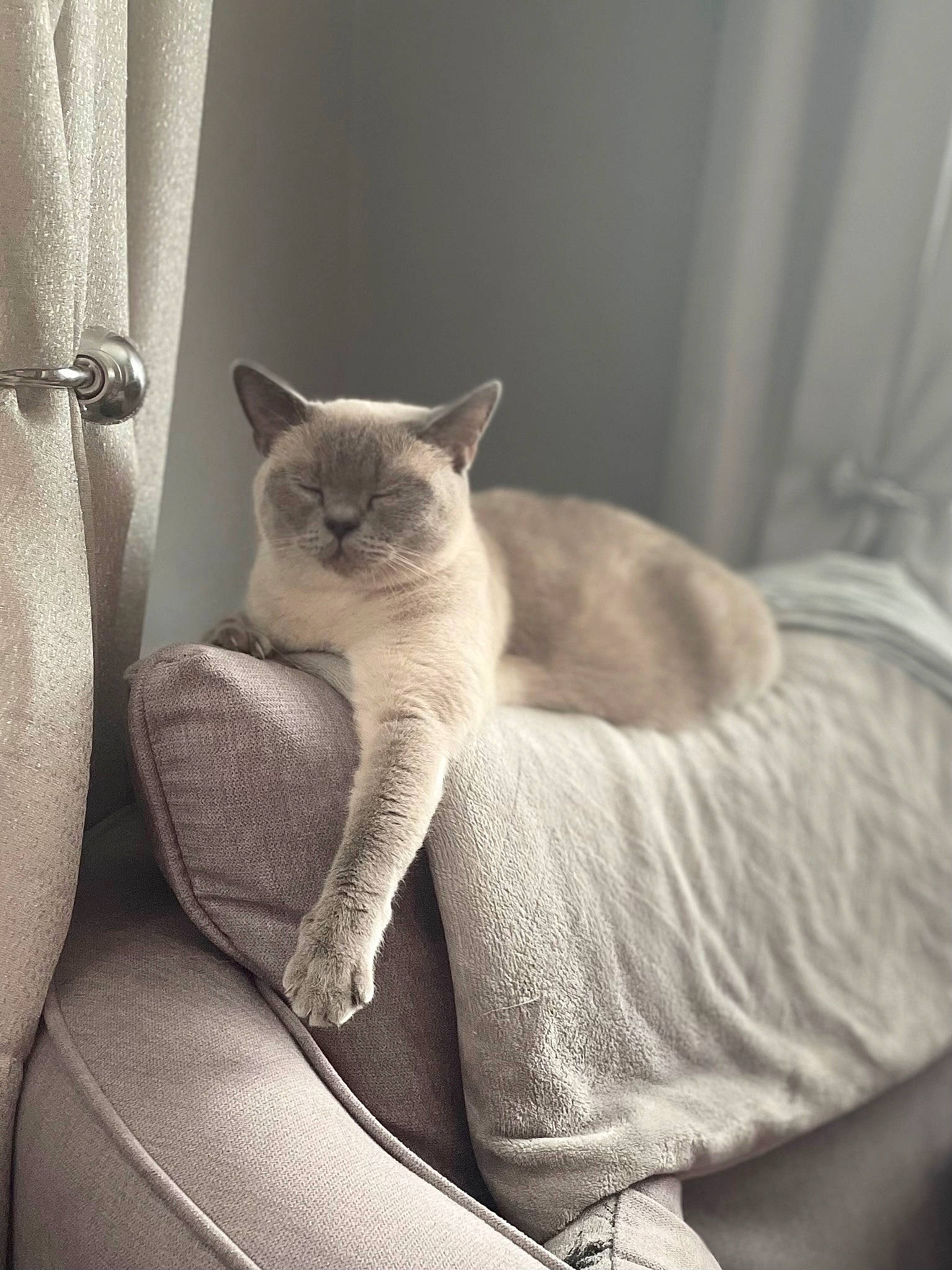Darcey joined the competition — help win amazing prizes! birman, carnivore, cat, cat_supply, comfort, curtain, domestic_short_haired_cat, fawn, felidae, fur, grey, human_leg, linens, room, siamese, sitting, small_to_medium_sized_cats, tail, whiskers, wood
