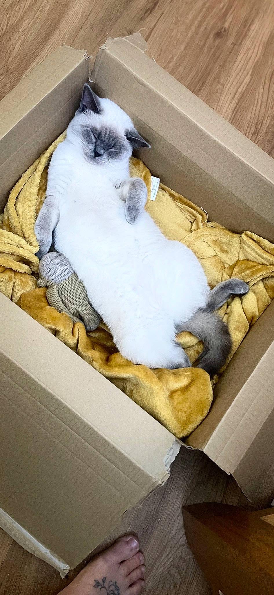 Darcey is registered to the contest to win money with this photo: art, beak, carnivore, cat, comfort, companion_dog, fawn, feather, felidae, fur, mammal, room, small_to_medium_sized_cats, stuffed_toy, tail, toy, vertebrate, whiskers, wing, wood