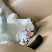 Pazu joined the competition — help win amazing prizes! animal, beige, cat, close_up, cozy, cute, domestic_animal, feline, fur, indoor, leather, paw, pet, pink_nose, relaxation, rest, sleeping, soft, tail, whiskers