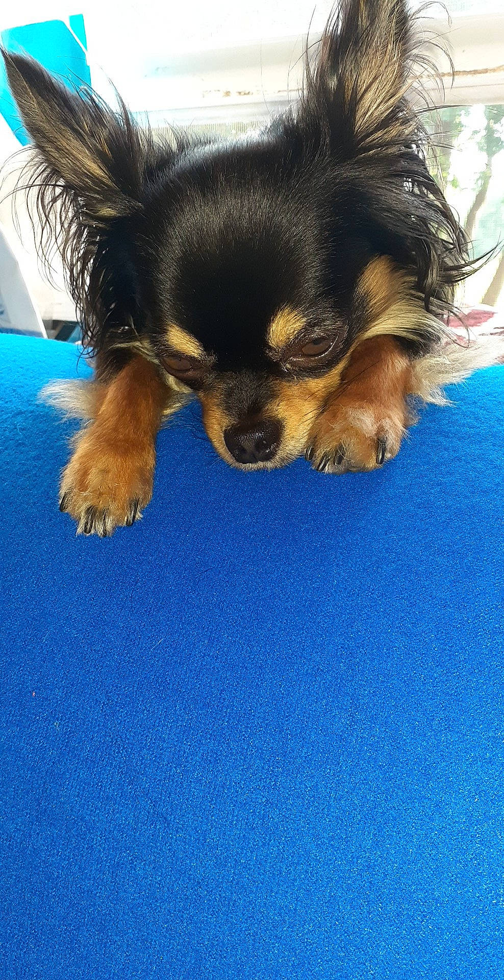 Angel An Prince is registered to the contest to win money with this photo: blue, canidae, carnivore, companion_dog, dog, dog_breed, electric_blue, flooring, foot, fur, liver, paw, puppy, small_terrier, snout, sporting_group, terrestrial_animal, toy_dog, whiskers, working_dog