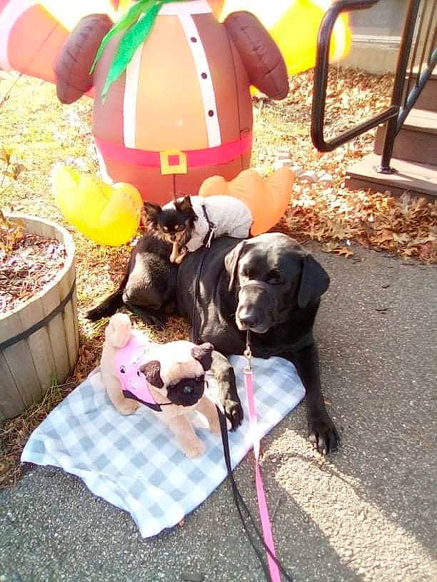 Angel An Prince joined the competition — help win amazing prizes! carnivore, collar, companion_dog, dog, dog_breed, dog_supply, event, fashion_accessory, fawn, fur, leash, leisure, plant, plush, recreation, sporting_group, stuffed_toy, table, toy, umbrella