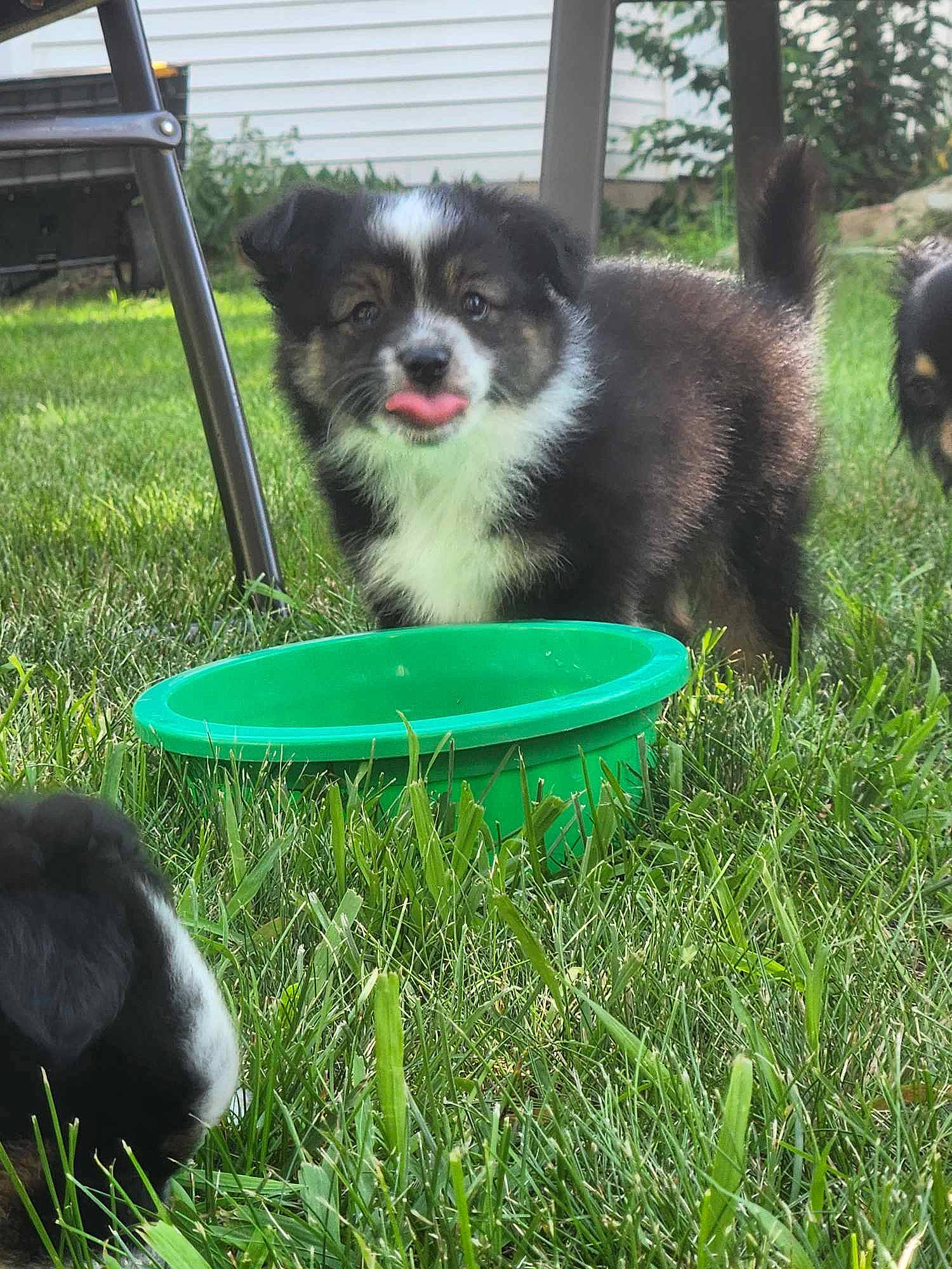 Yogi joined the competition — help win amazing prizes! bowl, canidae, carnivore, companion_dog, dog, dog_breed, dog_supply, garden, grass, lawn, non_sporting_group, pet_food, pet_supply, plant, puppy, sporting_group, toy_dog, working_animal, yard