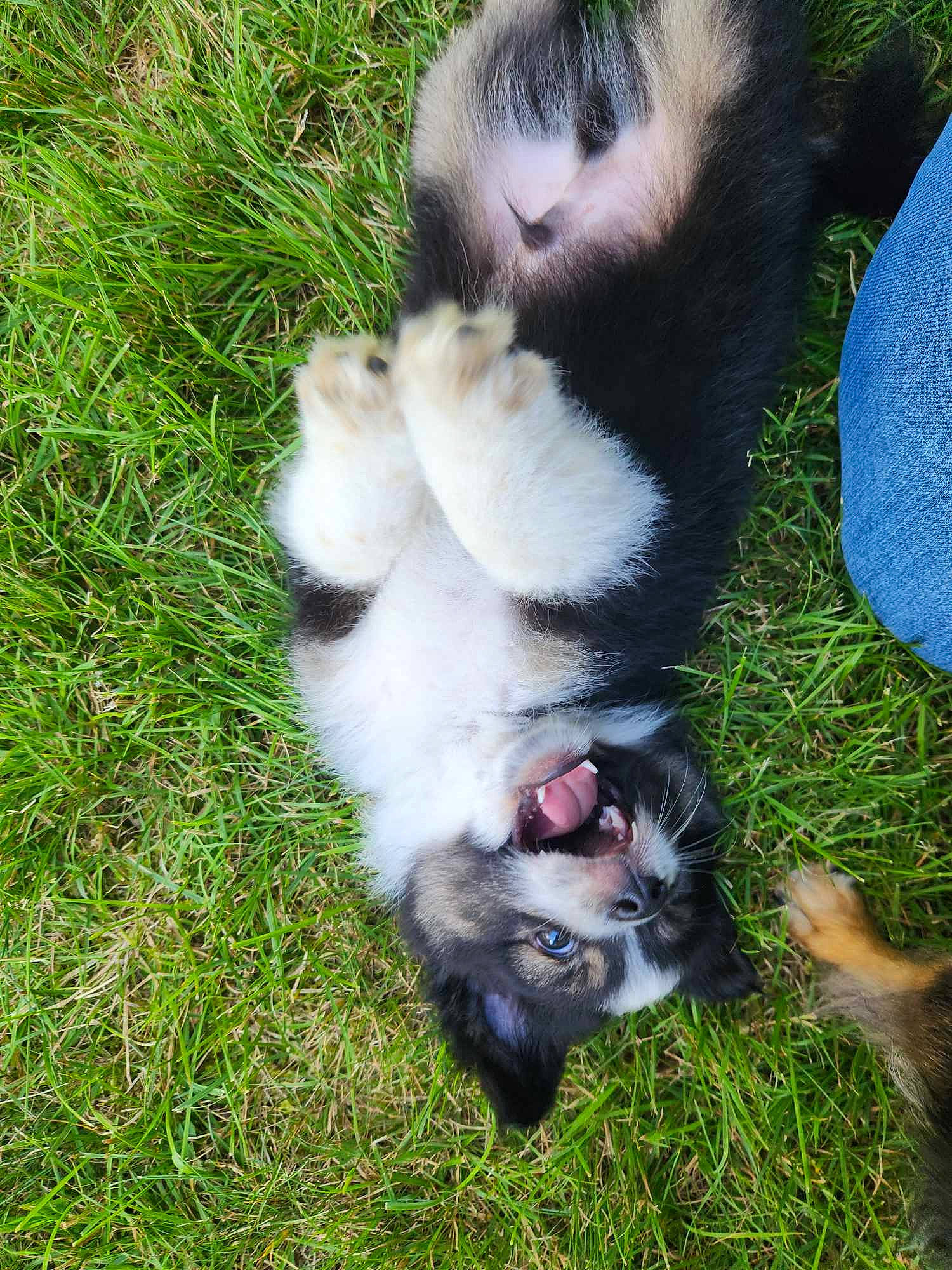 Yogi is registered to the contest to win money with this photo: canidae, carnivore, companion_dog, dog_breed, foot, fur, grass, grassland, groundcover, herbaceous_plant, natural_material, paw, plant, snout, sporting_group, terrestrial_animal, whiskers, wildlife