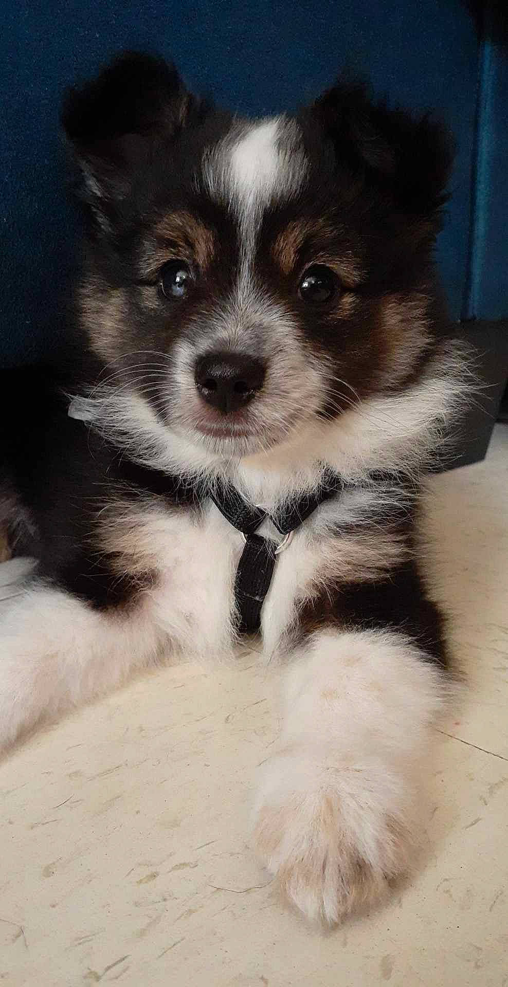 Yogi joined the competition — help win amazing prizes! carnivore, companion_dog, dog, dog_breed, fur, herding_dog, snout, sporting_group, terrestrial_animal, whiskers, working_animal, working_dog