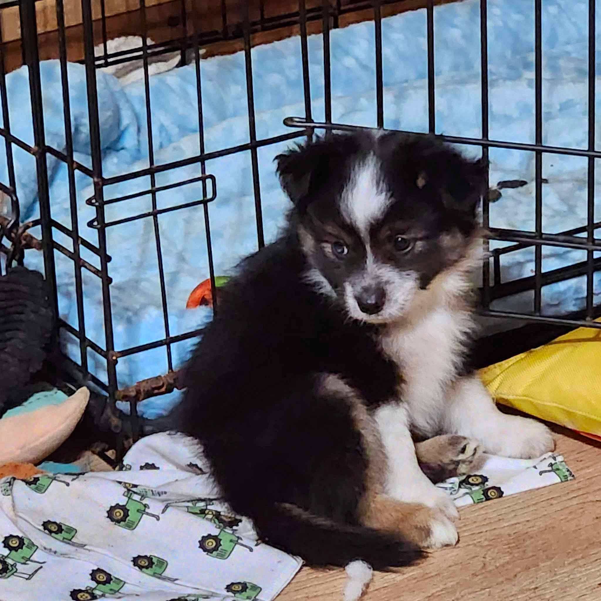 Yogi is registered to the contest to win money with this photo: australian_collie, australian_shepherd, border_collie, carnivore, comfort, companion_dog, dog, dog_breed, dog_crate, dog_supply, fence, fur, herding_dog, kennel, pet_supply, snow, terrestrial_animal, whiskers, working_animal, working_dog