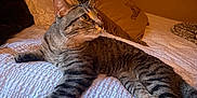 Namir is registered to the contest to win money with this photo: animal, bed, bedroom, cat, comfortable, cozy, domestic, feline, fur, indoor, mammal, pet, pillow, relaxed, resting, sleepy, stretching, tabby, texture, whiskers