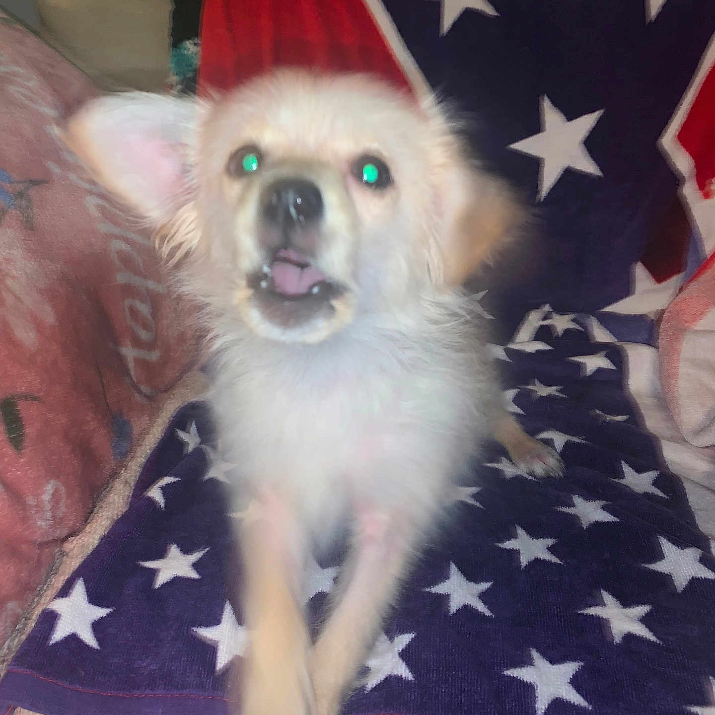 Mac is registered to the contest to win money with this photo: americanflag, animal, canine, couch, cushion, dog, eskimodog, flag, furniture, homedecor, pet, puppy, whitedog