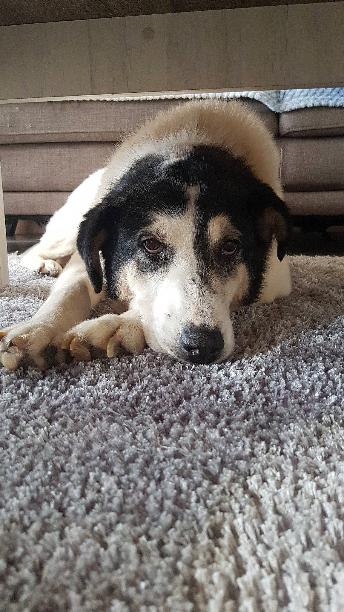 Alia a rejoint le concours — aidez-le/la à gagner de superbes lots ! canidae, carnivore, dog, dog_breed, mammal, paw, rafeiro_do_alentejo, siberian_husky, snout, street_dog, tornjak