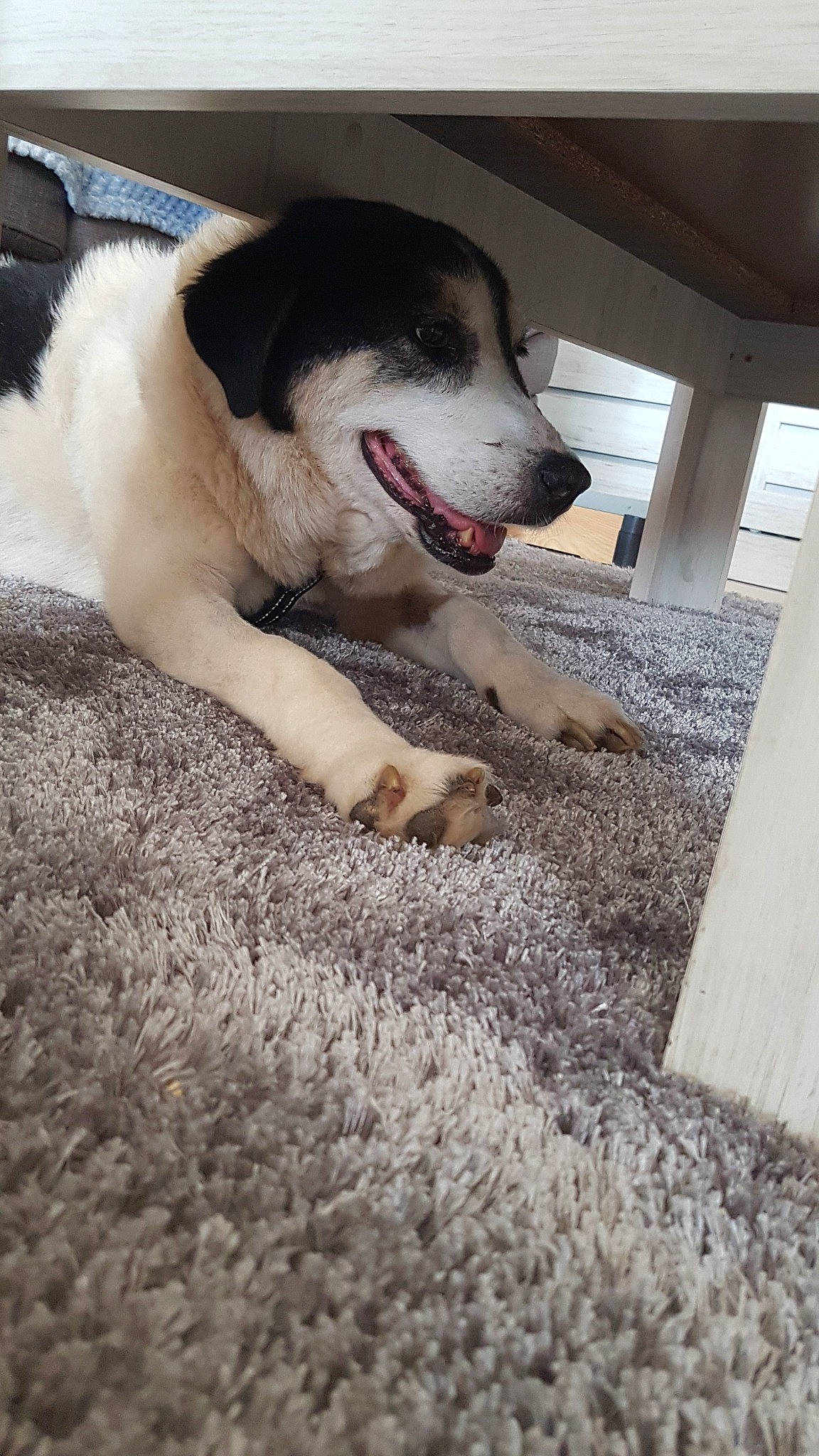 Alia a rejoint le concours — aidez-le/la à gagner de superbes lots ! alaskan_malamute, canidae, carnivore, dog, dog_breed, mammal, paw, rare_breed_dog, siberian_husky, snout, sporting_group, vertebrate