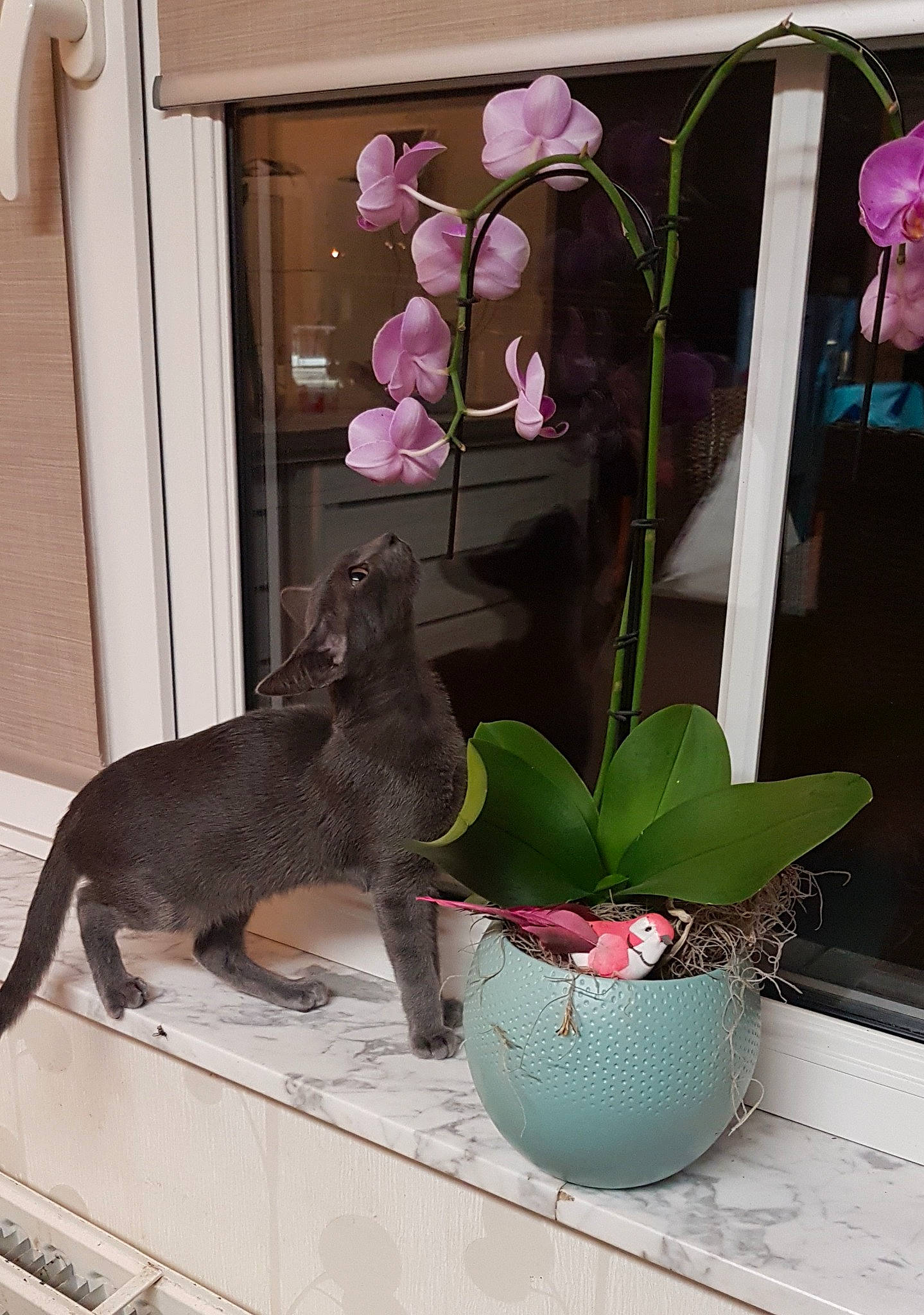 Lili a rejoint le concours — aidez-le/la à gagner de superbes lots ! canidae, carnivore, cyclamen, flower, flowerpot, herbaceous_plant, houseplant, moth_orchid, orchid, pink, plant