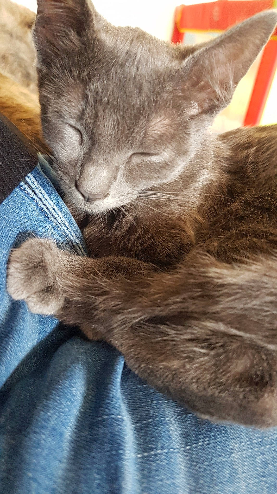 Lili participe au concours pour gagner de l'argent avec cette photo : asian, carnivore, cat, chartreux, domestic_short_haired_cat, fawn, felidae, kitten, korat, mammal, nap, nebelung, oriental_longhair, russian_blue, small_to_medium_sized_cats, whiskers