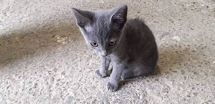 Lili a rejoint le concours — aidez-le/la à gagner de superbes lots ! asian, british_shorthair, burmese, carnivore, cat, chartreux, domestic_short_haired_cat, european_shorthair, felidae, german_rex, kitten, korat, mammal, nebelung, polydactyl_cat, russian_blue, small_to_medium_sized_cats, vertebrate, whiskers