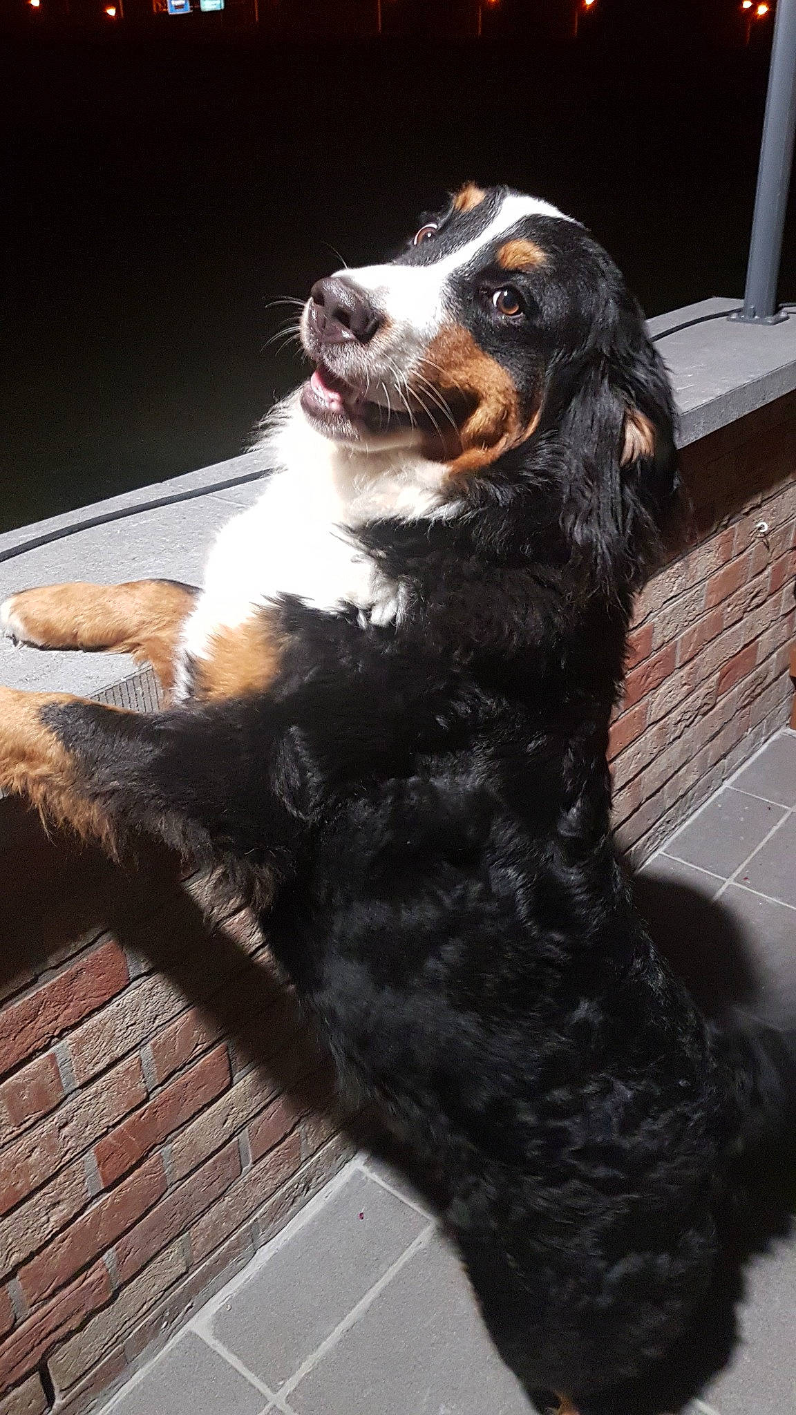 Maya a rejoint le concours — aidez-le/la à gagner de superbes lots ! bernese_mountain_dog, canidae, carnivore, cocker_spaniel, companion_dog, dog, dog_breed, english_cocker_spaniel, gordon_setter, mammal, snout, spaniel, sporting_group, vertebrate