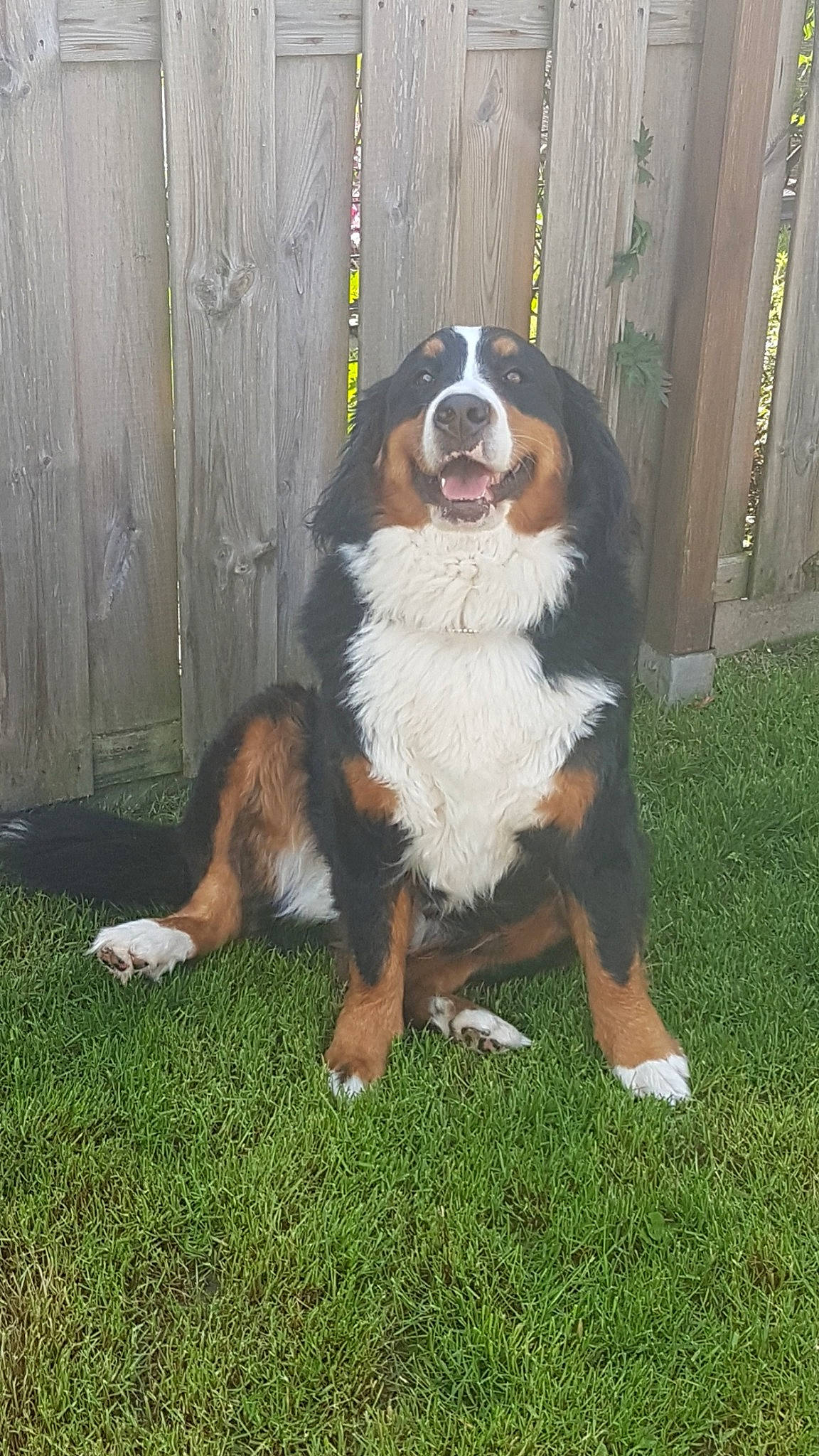 Maya a rejoint le concours — aidez-le/la à gagner de superbes lots ! bernese_mountain_dog, canidae, carnivore, companion_dog, dog, dog_breed, english_shepherd, entlebucher_mountain_dog, giant_dog_breed, greater_swiss_mountain_dog, mammal, moscow_watchdog, sporting_group, st_bernard, vertebrate, working_dog