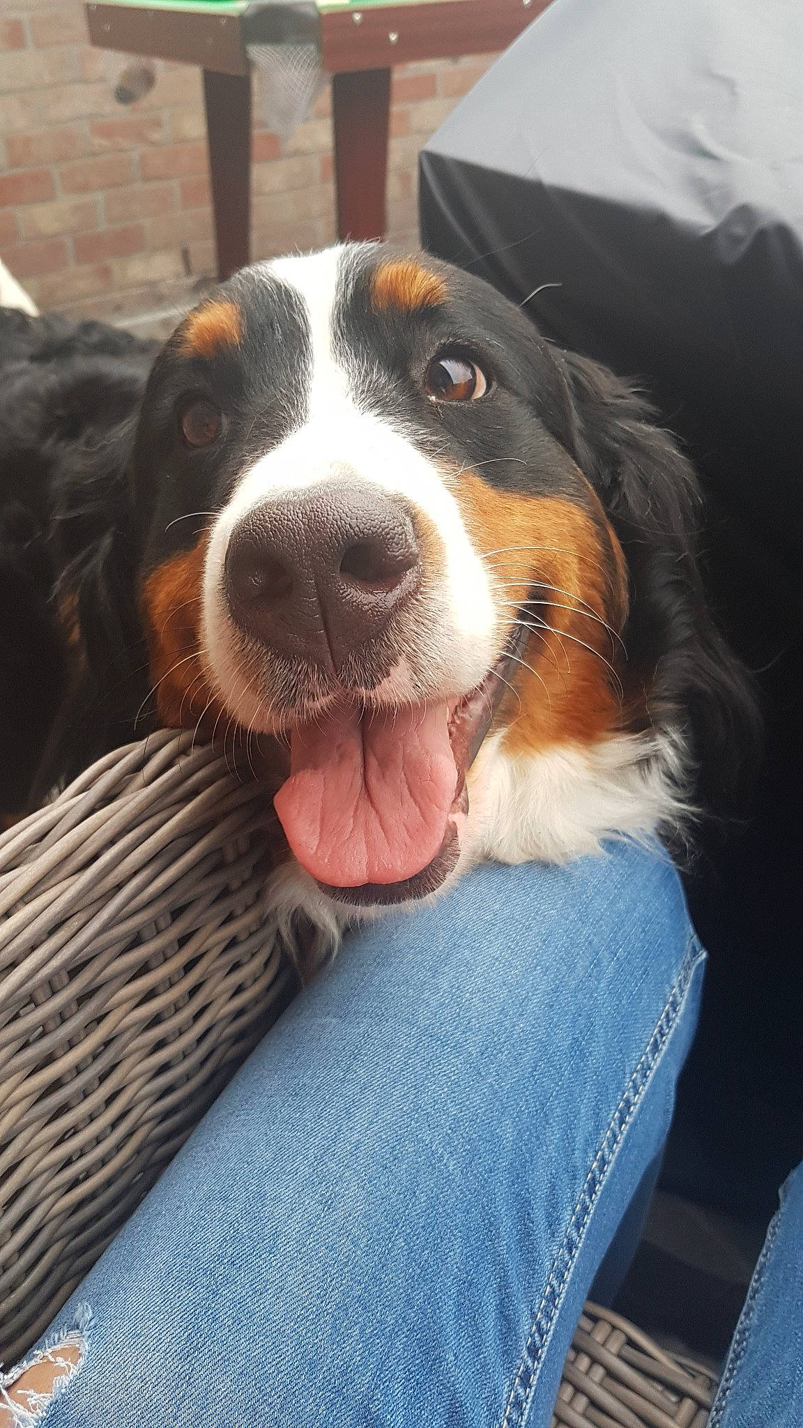 Maya a rejoint le concours — aidez-le/la à gagner de superbes lots ! appenzeller_sennenhund, bernese_mountain_dog, canidae, carnivore, companion_dog, dog, dog_breed, entlebucher_mountain_dog, greater_swiss_mountain_dog, mammal, nose, snout, sporting_group, vertebrate, working_dog