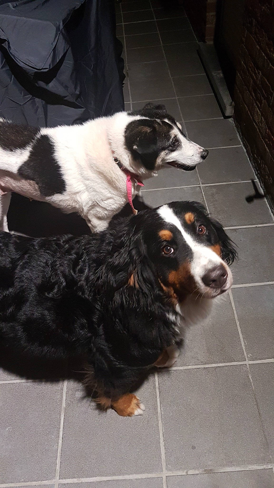 Maya a rejoint le concours — aidez-le/la à gagner de superbes lots ! australian_collie, bernese_mountain_dog, border_collie, canidae, carnivore, dog, dog_breed, english_shepherd, mammal, sporting_group, vertebrate, working_dog