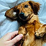 dog, brown_dog, small_dog, pet, animal, lying_down, hand, human_hand, bed, blanket, fur, cute, relaxed, indoor, paw, nail, closeup, companion, friendship, cozy