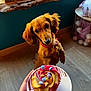 dog, dachshund, cupcake, plate, hand, indoor, wooden_floor, red_collar, colorful_frosting, decor, curious, pet, food, treat, kitchen, background, floor, brown_dog, small_dog, animal