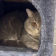 Mochi joined the competition — help win amazing prizes! cat, gray_cat, feline, pet, animal, cozy, hideout, fuzzy, amber_eye, indoor, wooden_floor, cute, resting, curious, whiskers, ears, fur, snug, peeking, half_visible