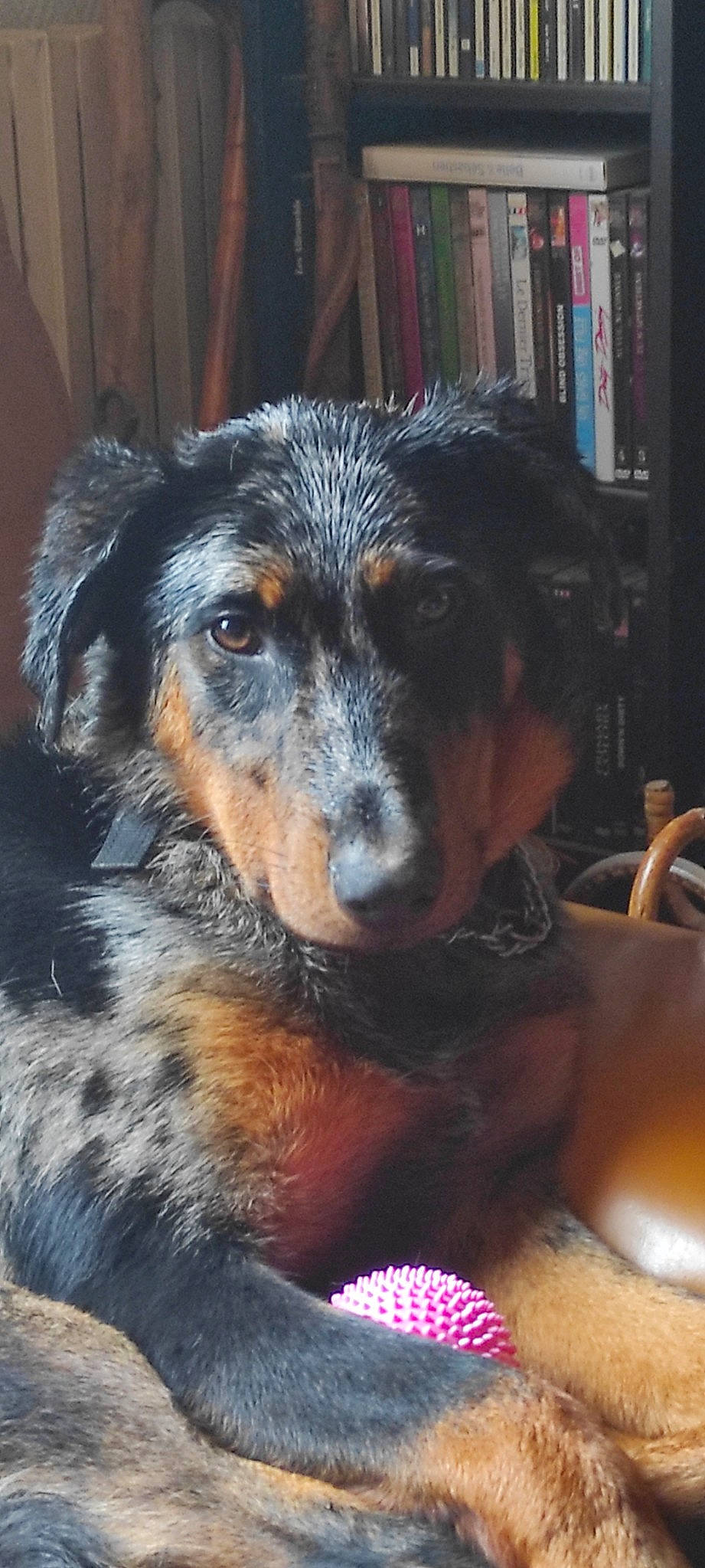 Terese a rejoint le concours — aidez-le/la à gagner de superbes lots ! bookcase, canidae, carnivore, companion_dog, dog, dog_breed, ear, eye, fur, guard_dog, head, shelf, snout, sporting_group, terrestrial_animal, terrier, texas_heeler, whiskers, working_animal, working_dog