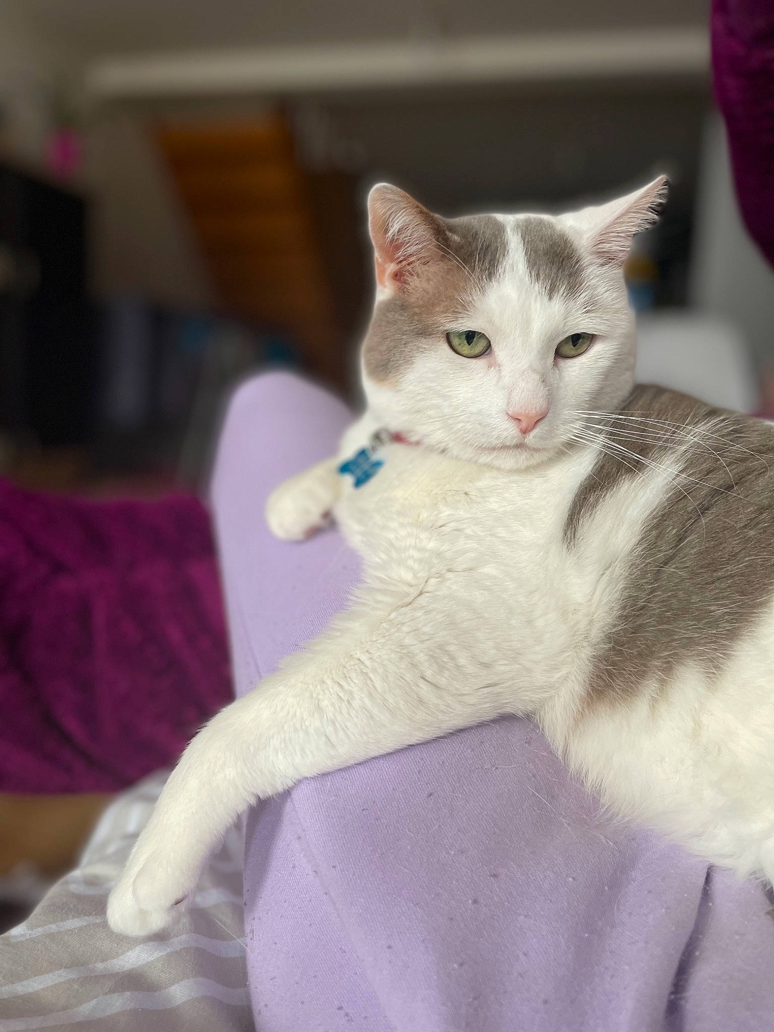 Gribouille participe au concours pour gagner de l'argent avec cette photo : carnivore, cat, claw, comfort, domestic_short_haired_cat, fawn, felidae, fur, paw, sitting, small_to_medium_sized_cats, snout, tail, whiskers