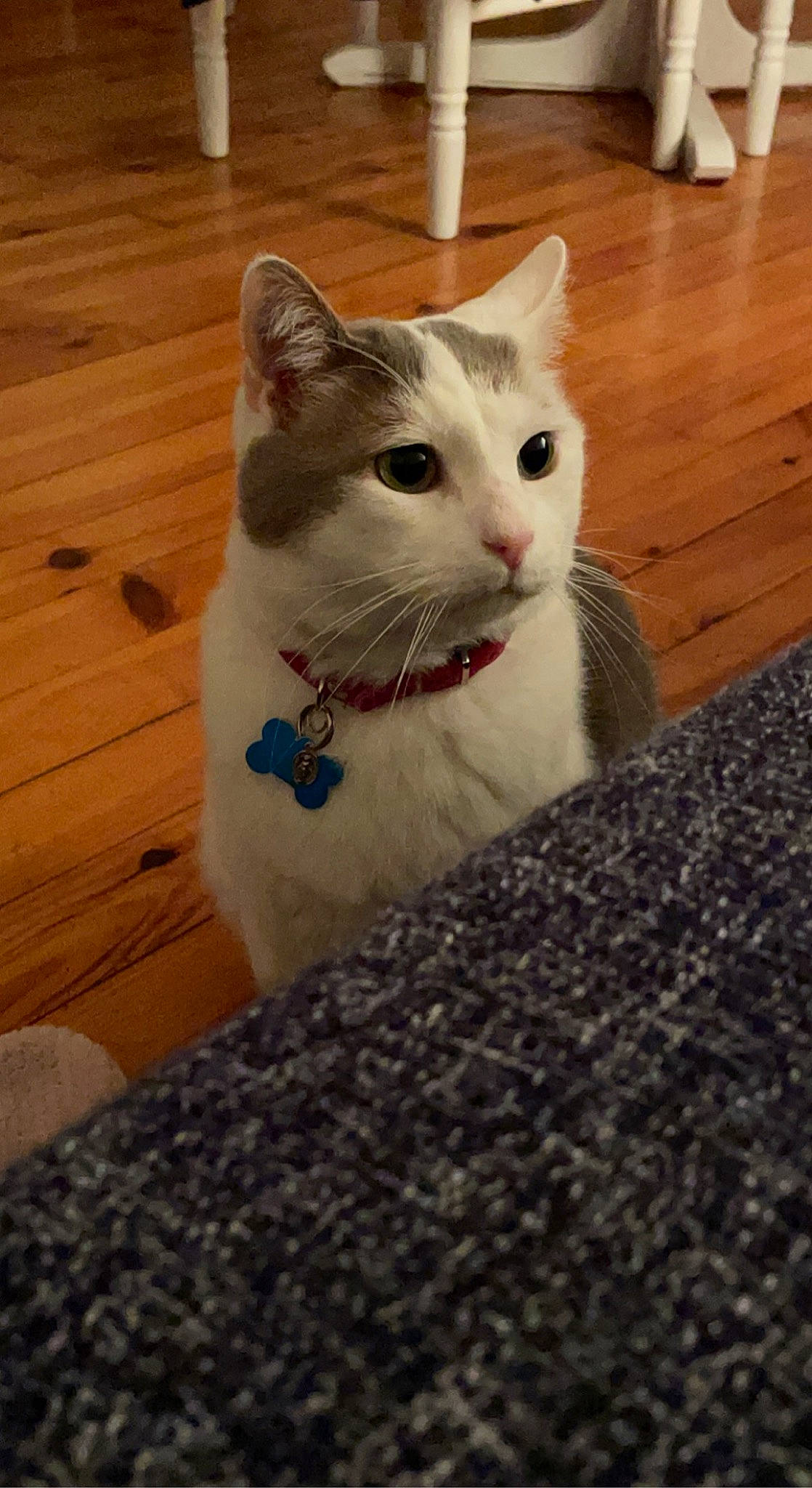 Gribouille a rejoint le concours — aidez-le/la à gagner de superbes lots ! carnivore, cat, domestic_short_haired_cat, door, eye, fawn, felidae, flooring, fur, hardwood, paw, sitting, small_to_medium_sized_cats, snout, tail, varnish, whiskers, wood, wood_flooring, wood_stain