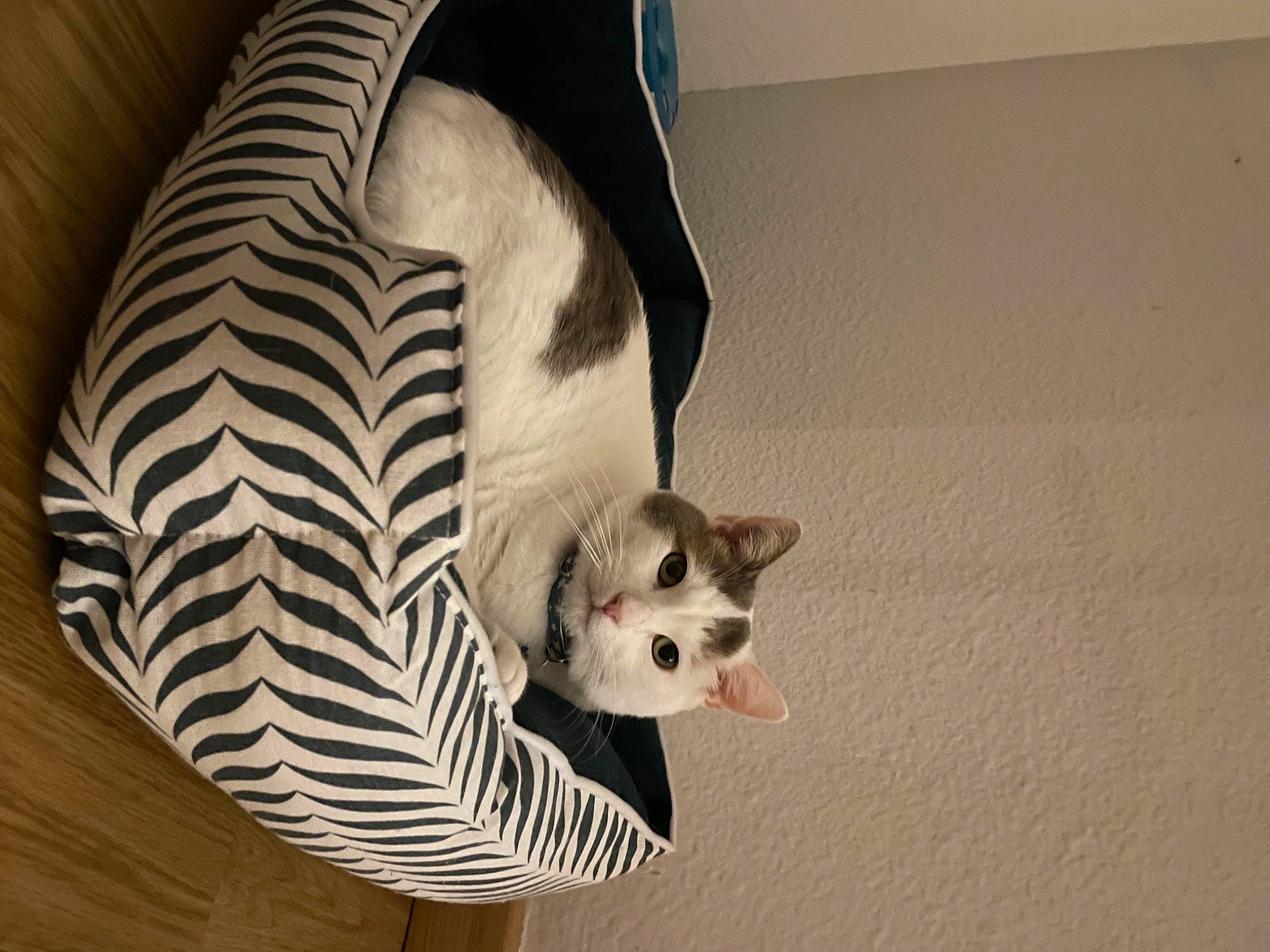 Gribouille participe au concours pour gagner de l'argent avec cette photo : canidae, carnivore, cat, comfort, dog_breed, domestic_short_haired_cat, fawn, felidae, flooring, foot, fur, grey, hardwood, human_leg, paw, small_to_medium_sized_cats, tail, terrestrial_animal, whiskers, wood