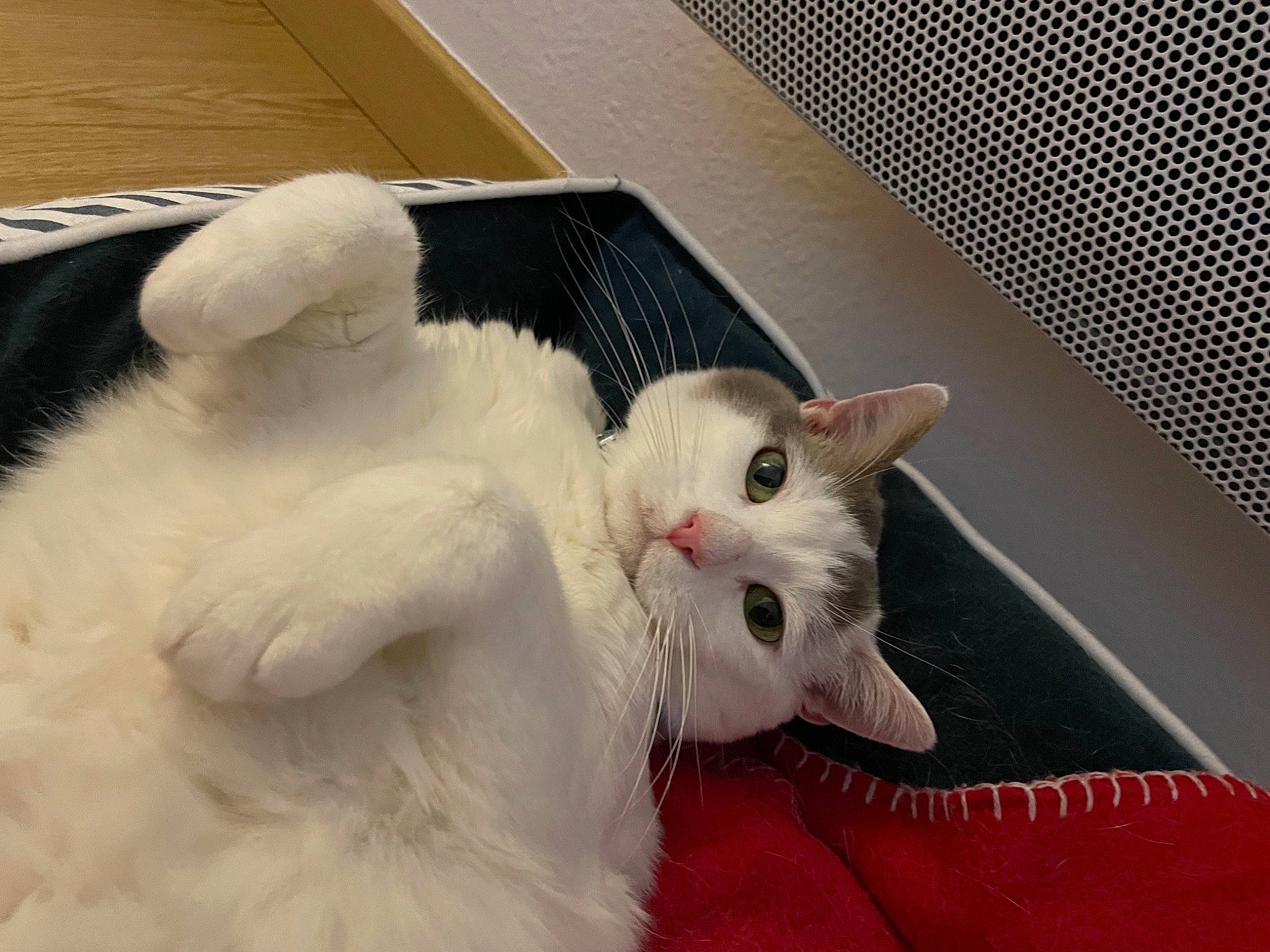 Gribouille a rejoint le concours — aidez-le/la à gagner de superbes lots ! carnivore, cat, claw, comfort, domestic_short_haired_cat, fang, felidae, fur, paw, small_to_medium_sized_cats, snout, tail, whiskers