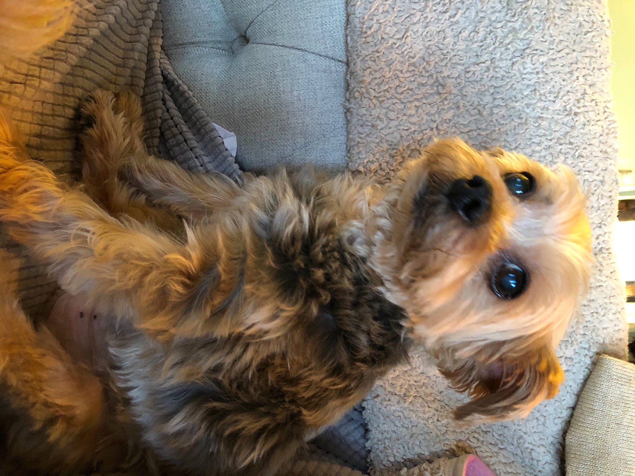 Scarlet is registered to the contest to win money with this photo: canidae, carnivore, companion_dog, dog, dog_breed, dog_clothes, dog_supply, fawn, fur, hat, liver, puppy_love, small_terrier, snout, sporting_group, sunglasses, terrier, toy_dog, working_animal, yorkshire_terrier