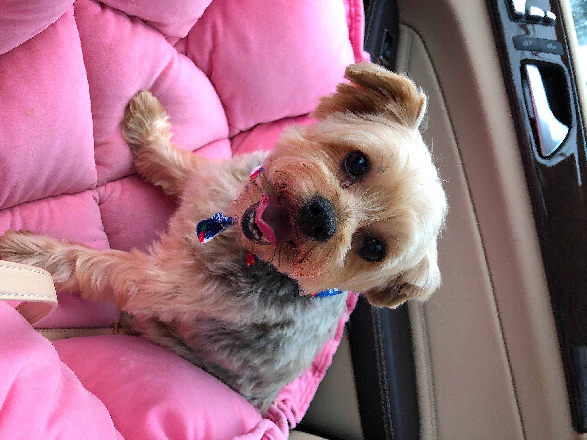 Scarlet is registered to the contest to win money with this photo: auto_part, car, car_seat, carnivore, collar, comfort, companion_dog, dog, dog_breed, dog_collar, dog_supply, fashion_accessory, fawn, fur, personal_luxury_car, pink, small_terrier, terrier, toy_dog, vehicle