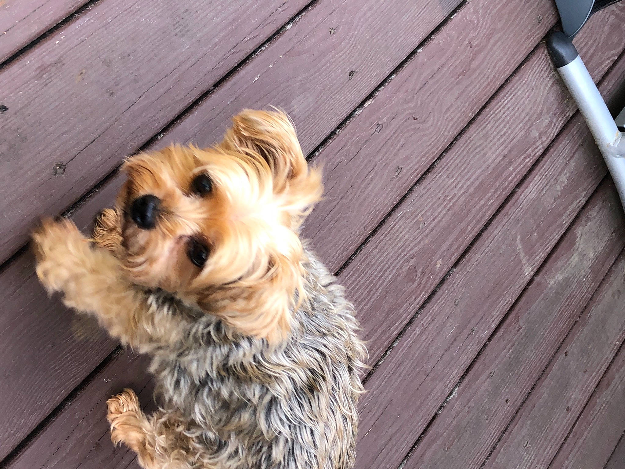 Scarlet is registered to the contest to win money with this photo: canidae, carnivore, companion_dog, dog, dog_breed, dog_collar, dog_supply, fawn, fur, hardwood, liver, pet_supply, plank, small_terrier, snout, sporting_group, terrier, toy_dog, wood, working_animal