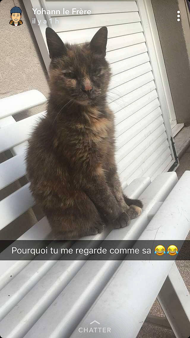 Mimine participe au concours pour gagner de l'argent avec cette photo : asian, asian_semi_longhair, black_cat, british_semi_longhair, carnivore, cat, domestic_long_haired_cat, domestic_short_haired_cat, felidae, headwear, joy, kitten, maine_coon, mammal, nebelung, norwegian_forest_cat, person, photo_caption, polydactyl_cat, small_to_medium_sized_cats